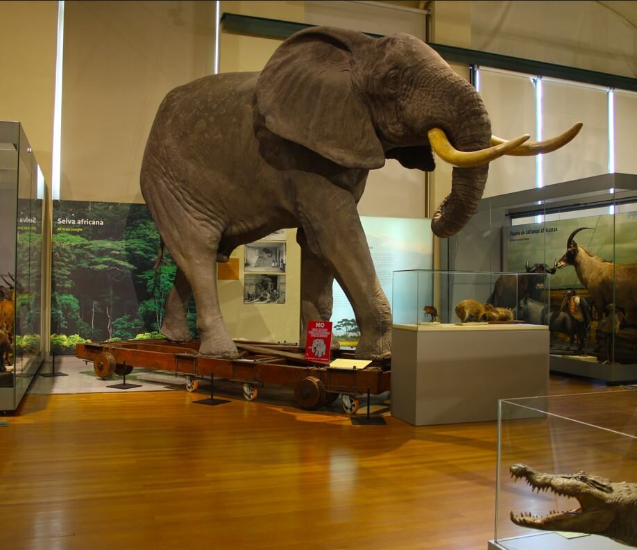 museo-ciencias-naturales